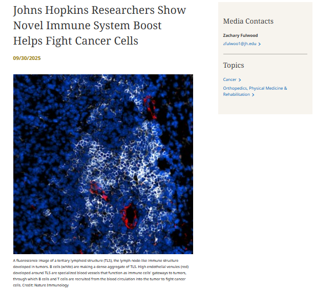 Microscope image showing a lymph node-like immune structure in a tumor, with blue, red, and white stained cells representing immune cells and blood vessels.